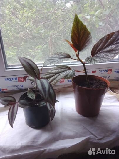 Бегония и традисканция.лиана