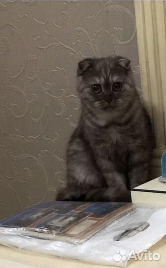 Британская шиншилла