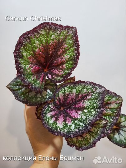 Бегония декоративно лиственная