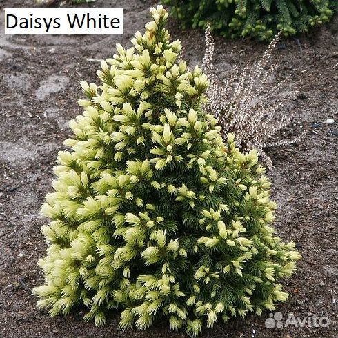 Хвойные саженцы в ассортименте