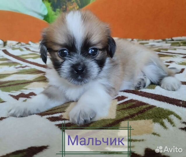 Щенки пекинеса