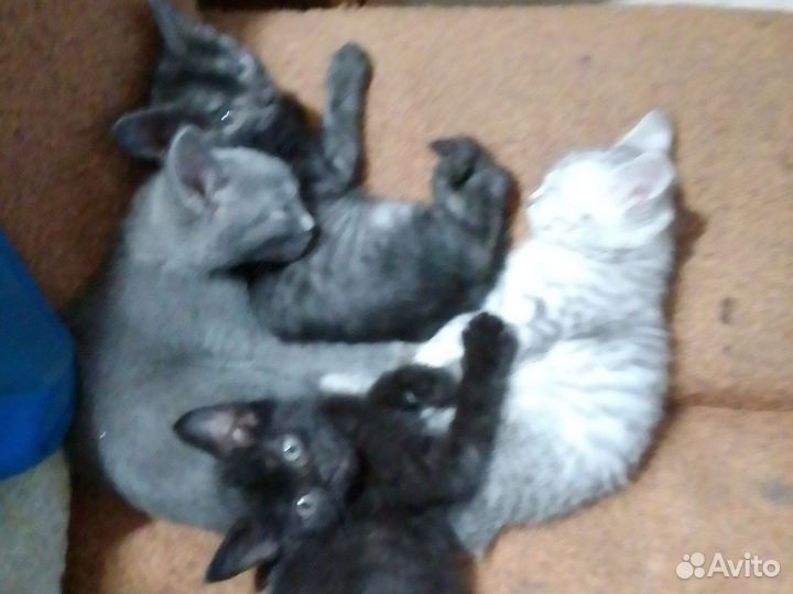 Котята в добрые руки