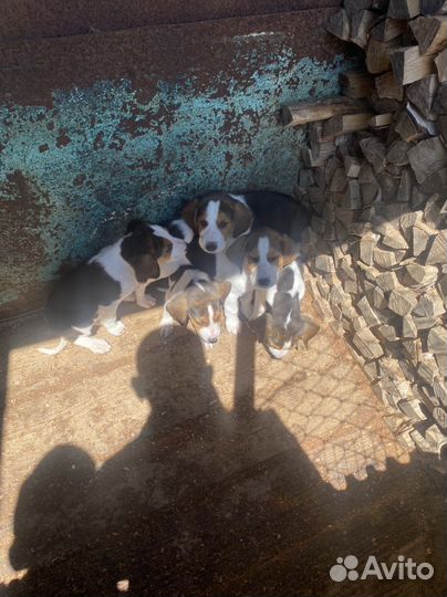 Щенки русской пегой гончей