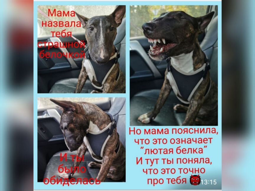 Ищу семью для минибулей