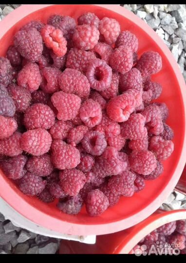 Саженцы ремонтантной малины