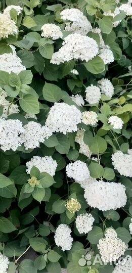 Многолетние садовые цветы