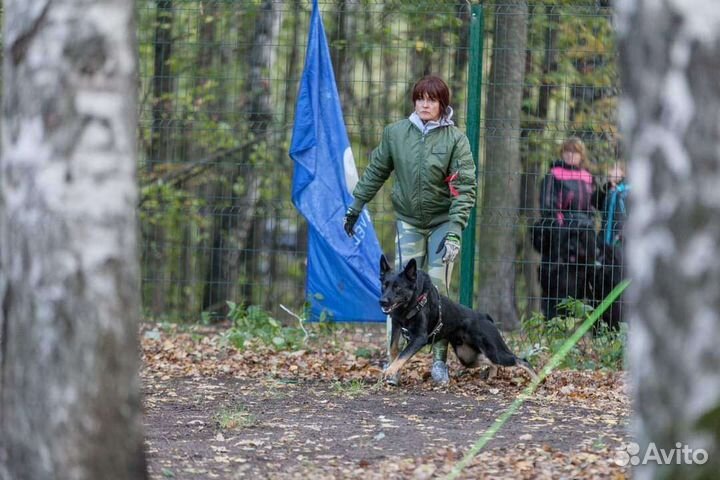 Дрессировка,коррекция,передержка,зоотакси