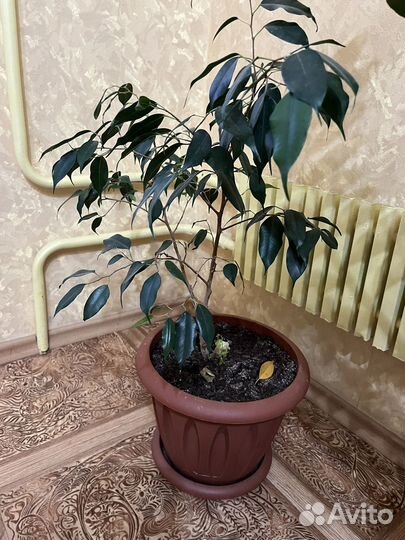 Фикус бенджамина