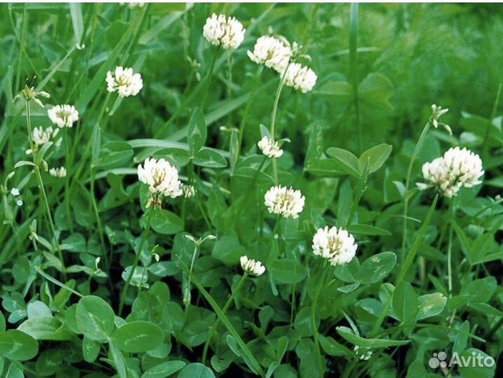 Семена травы газонной