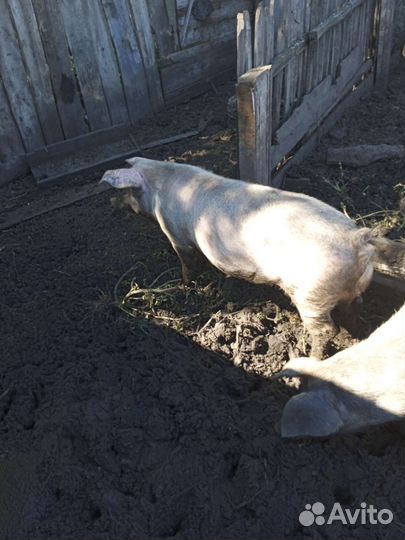 Хряк породы ландрас+ дюрок