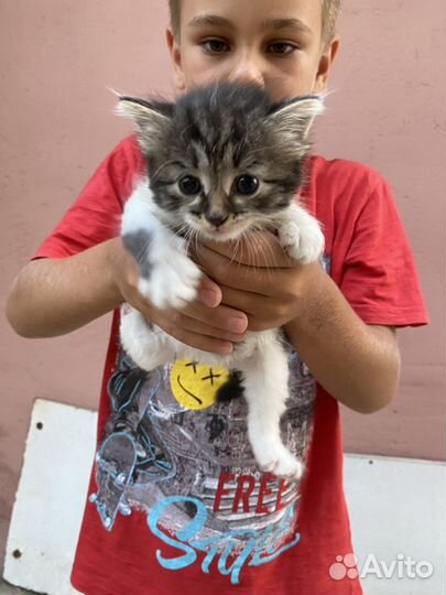 Котята в добрые руки даром