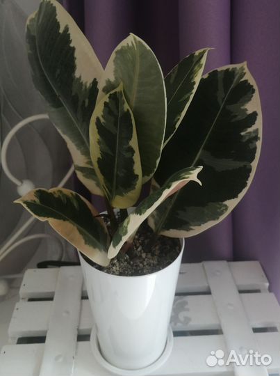 Комнатные растения