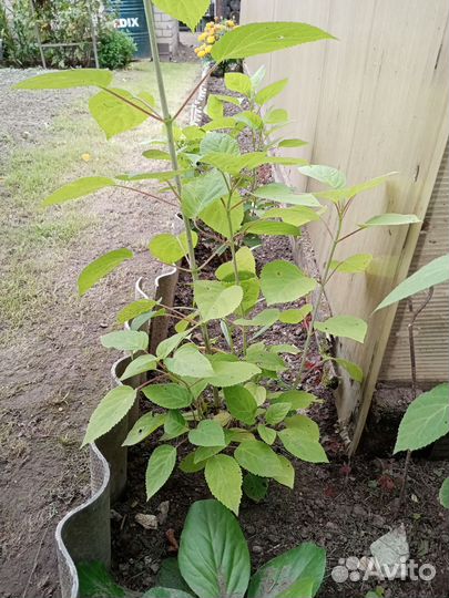 Гортензия древовидная