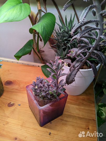 Каланхое розовые бабочки и денежное дерево