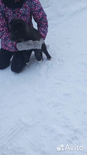 Бездомный щенок 2 месяца,ищет дом