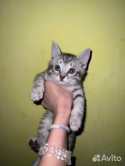 Котята шотландцы