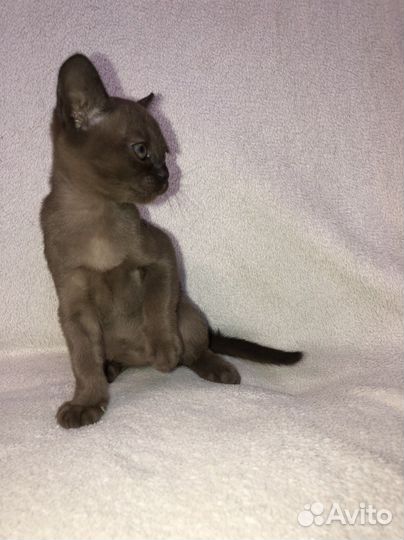 Бурманские котята