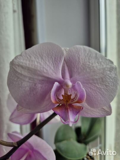 Домашнее растение