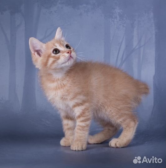 Курильский бобтейл кремовый мальчик