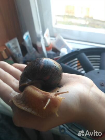 Улитки ахатины