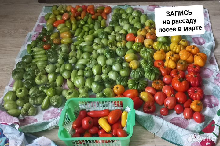Рассада помидор