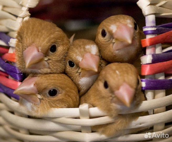 Клетка для птиц