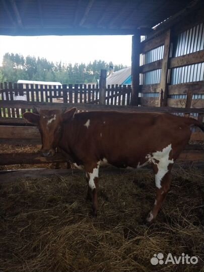 Телята телочки