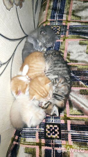 Котята в добрые руки