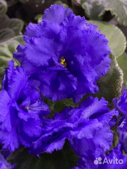 Листья сортовых фиалок, укорененные набор