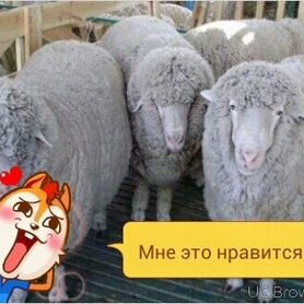Овцы на продажу и на Курбан