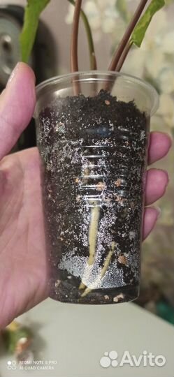 Сингониум три короля