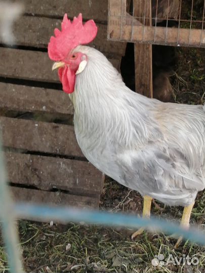 Куры петухи