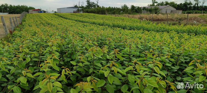 Саженцы черешни