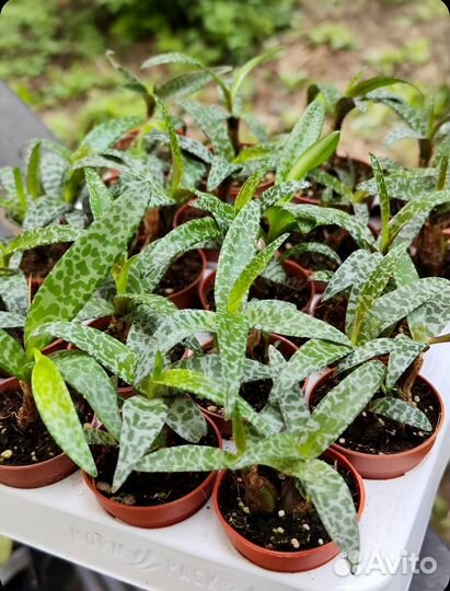 Ледебурия Сцилла