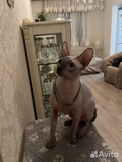 Донской сфинкс вязка