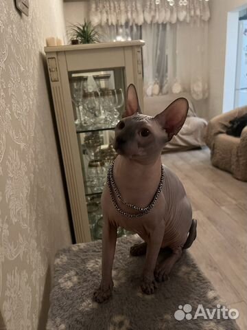 Донской сфинкс вязка