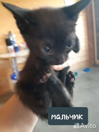 Котята в добрые руки бесплатно