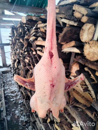 Гусиное мясо