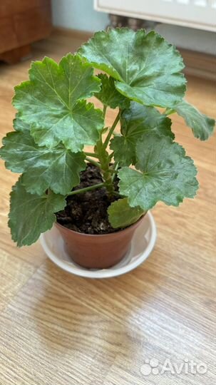 Пеларгония герань тюльпановидная