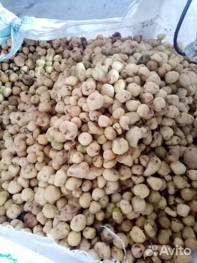 Картофель 2 сорт, на переработку, на корм скоту