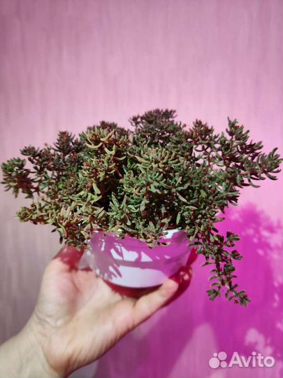 Суккуленты и кактусы