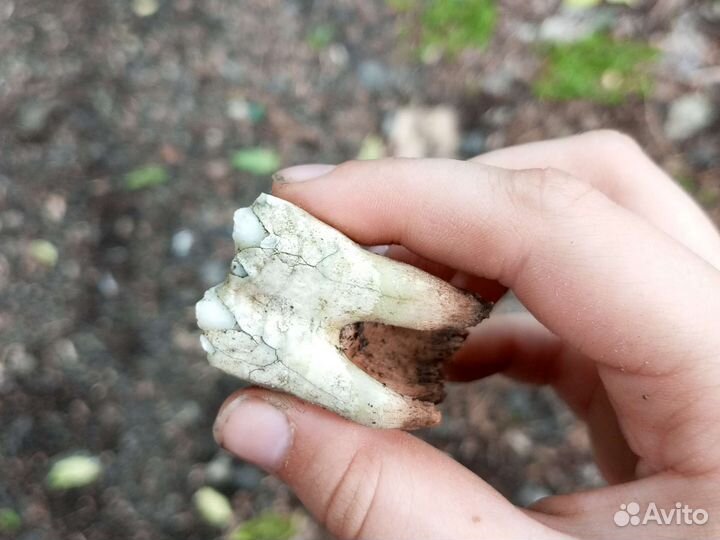 Зуб быка простого