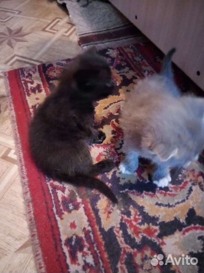Котята отдам в добрые руки бесплатно,мама британка