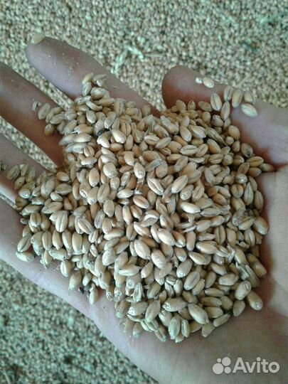 Пшеница Ячмень Рожь Овес