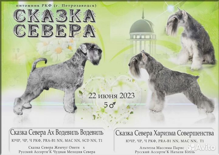 Щенки цвергшнауцера