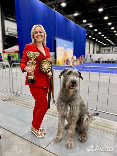 Хендлер, фитнес тренер, кинолог