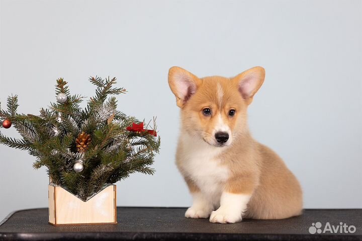 Вельш-корги пемброк мальчик