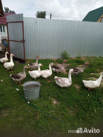 Гуси,утки,селезень