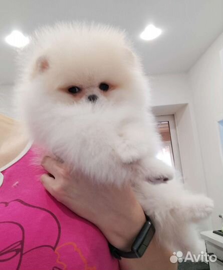 Белые и крем мальчики