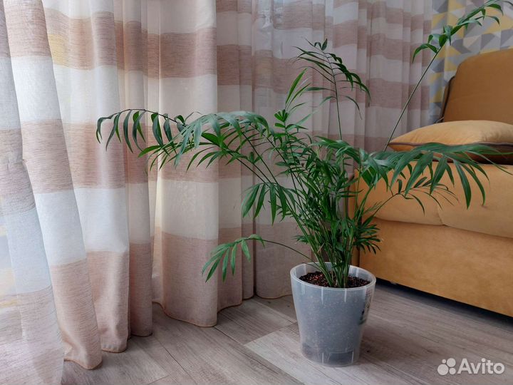 Комнатные растения пальма хамедорея